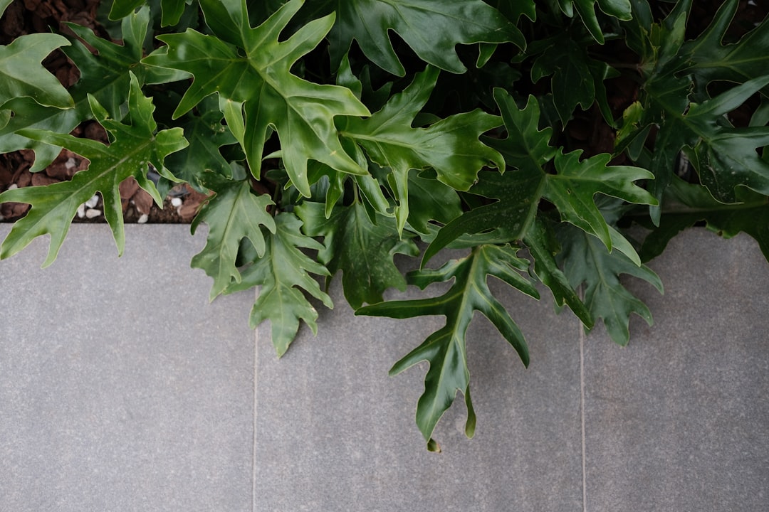 Beautiful professional landscaping - Brother Landscaping Australia