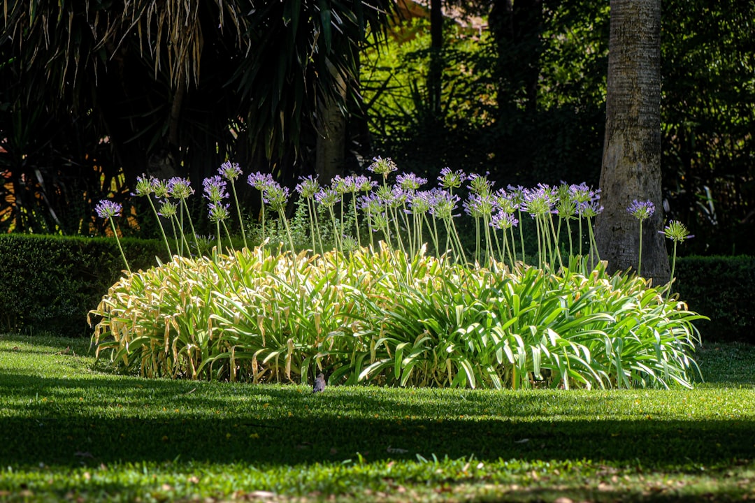 Jardín en el Real Alcázar