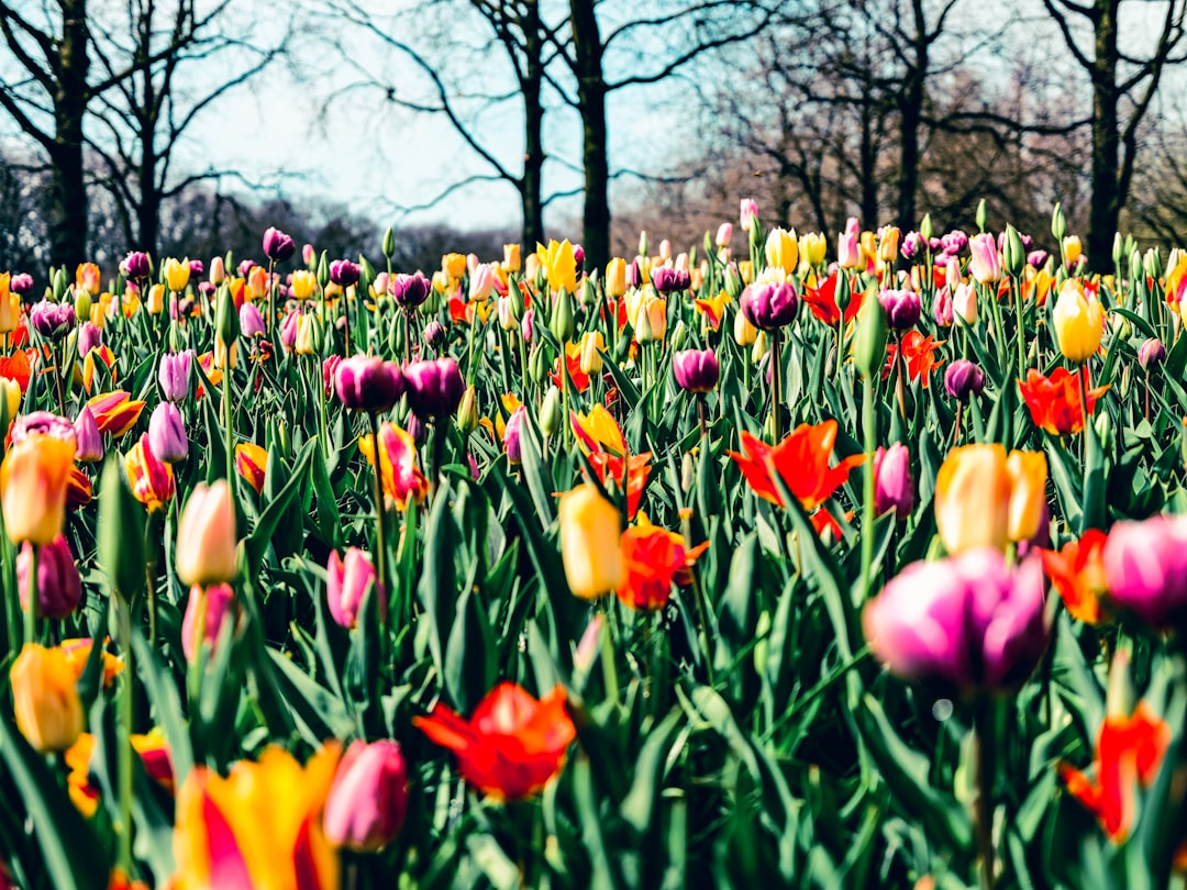 A field of multicoloured tulips heralds the beginning of Spring.