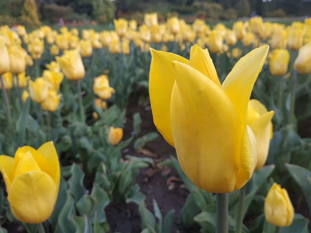 a field full of yellow flowers with green leaves